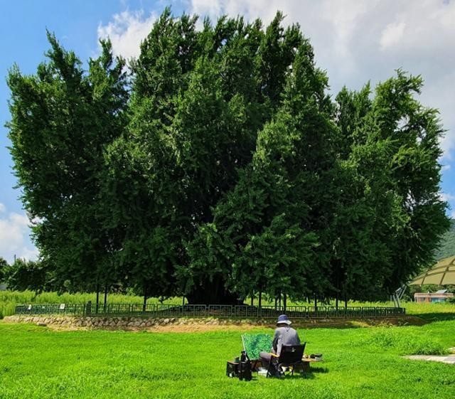 Họa sỹ Choi Seon-gil và bức tranh cây bạch quả. (Nguồn: Korea Times) cay-bach-qua-2.jpg