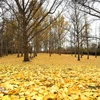 chieu-cuoi-thu-o-rung-bach-qua-co-thu-ginkgo-grove-bang-virginia-8397477-1 Rừng Ginkgo Grove trở thành biểu tượng của sự bền bỉ, của cái đẹp không phai mờ theo thời gian. (Ảnh: Ngọc Quang/TTXVN)